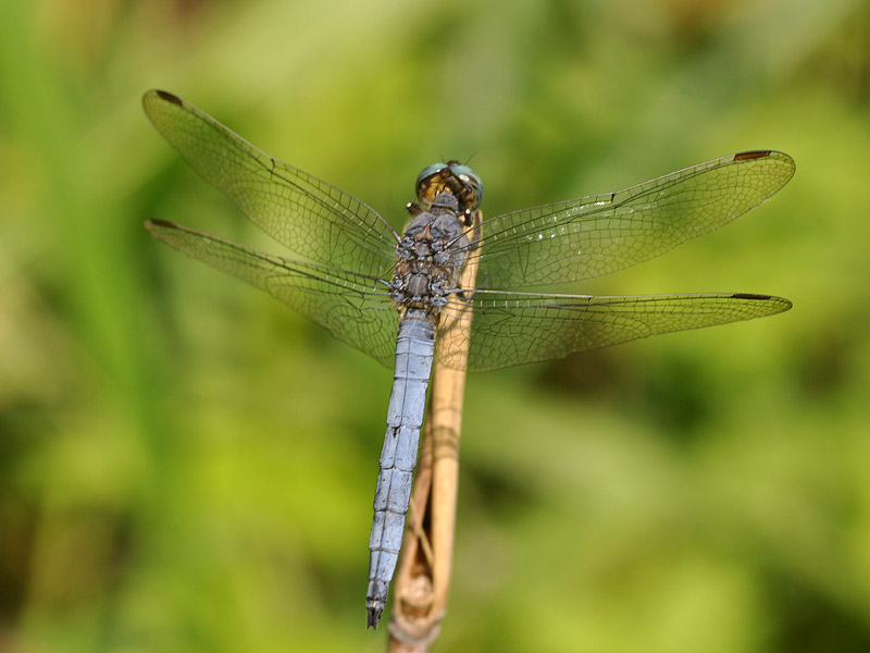 Tutti Orthetrrum coerulescens?